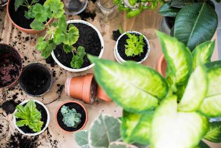 Как ухаживать за растениями весной: необходимые процедуры