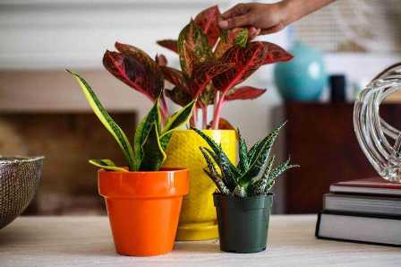 Полезные советы по уходу за растениями в доме