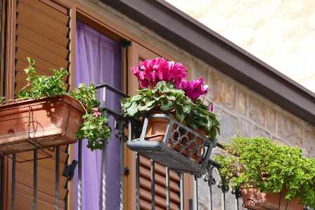 Секреты успешного выращивания цветов на балконе