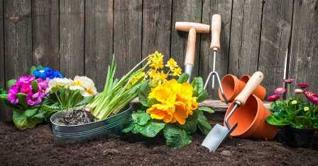 Техники садоводства: как правильно поливать растения