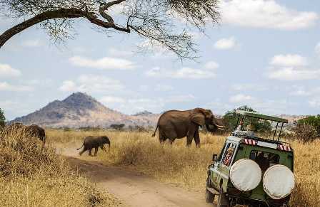 Заповедники Африки: встреча с животным миром Саванны