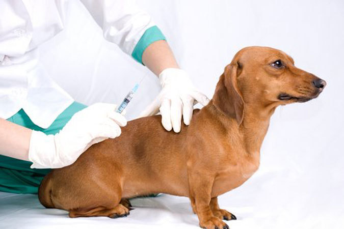Необходимые прививки для собак