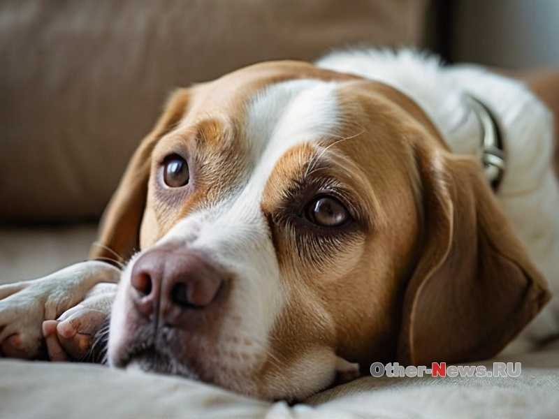Почему собака лает - причины и способы коррекции