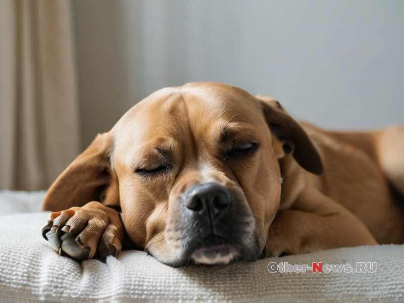 Как приучить собаку не бояться воды