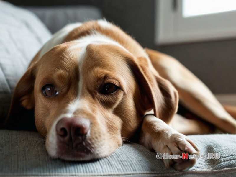 Почему собака часто дышит и когда это опасно