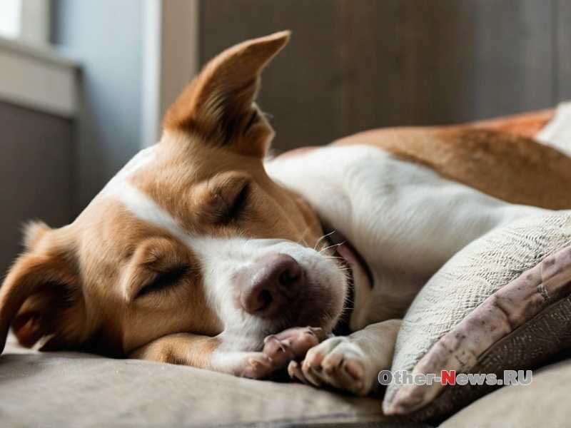 Можно ли собаке рыбу и морепродукты