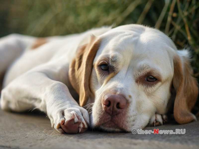 Методы диагностики заболеваний ушей в ветеринарной практике