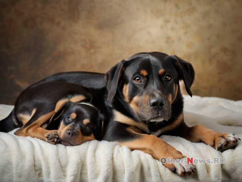 Как сделать игрушки для собаки своими руками