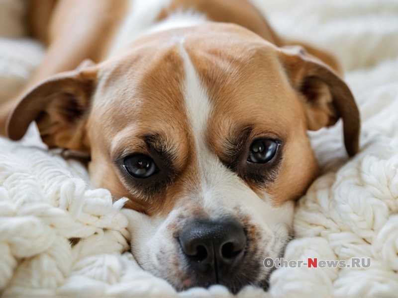 Как приучить собаку к туалету - эффективные методы