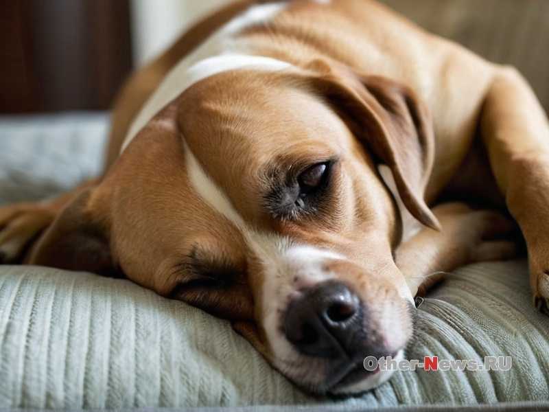 Как научить собаку следить за вашим темпом