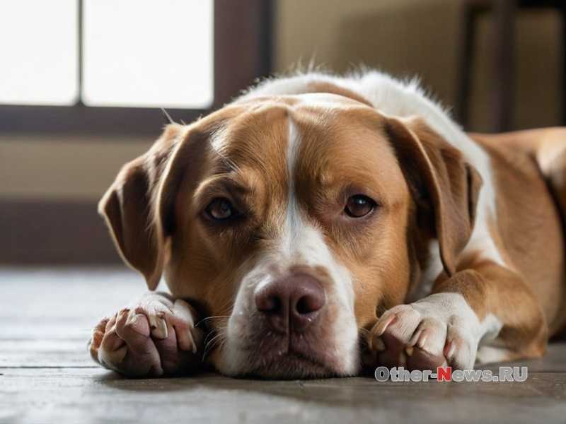 Как выбрать одежду для собаки на зиму