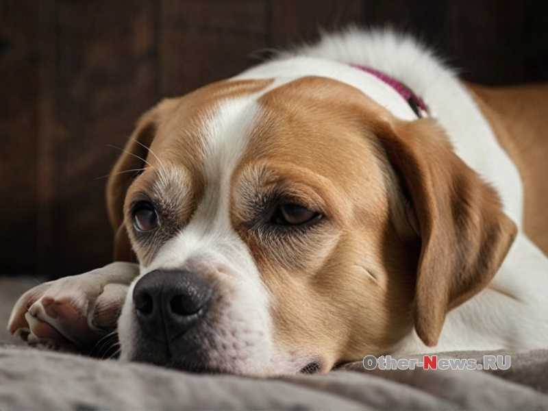 Как помочь собаке при расставании с хозяином