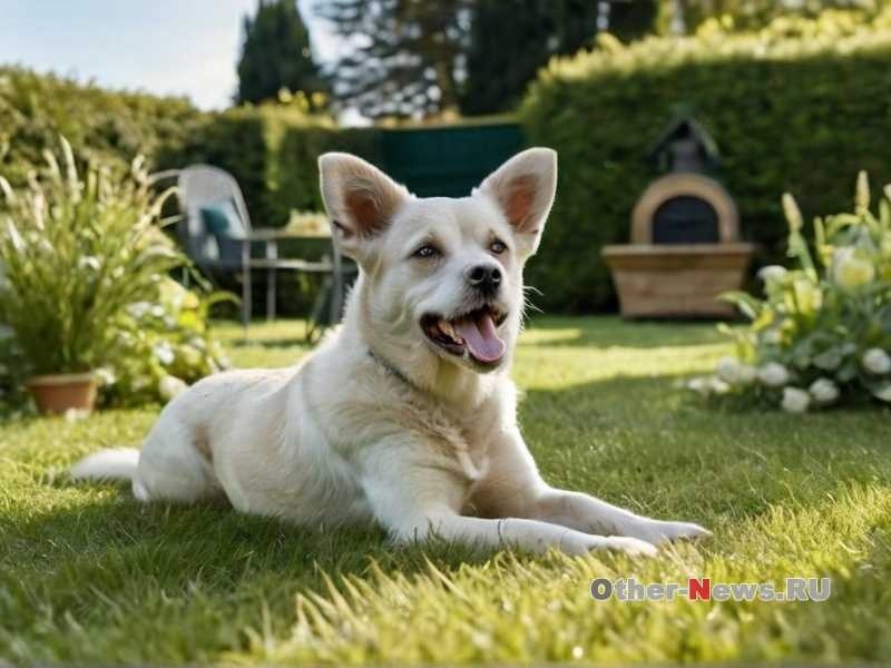 Психология собак - как понять своего питомца