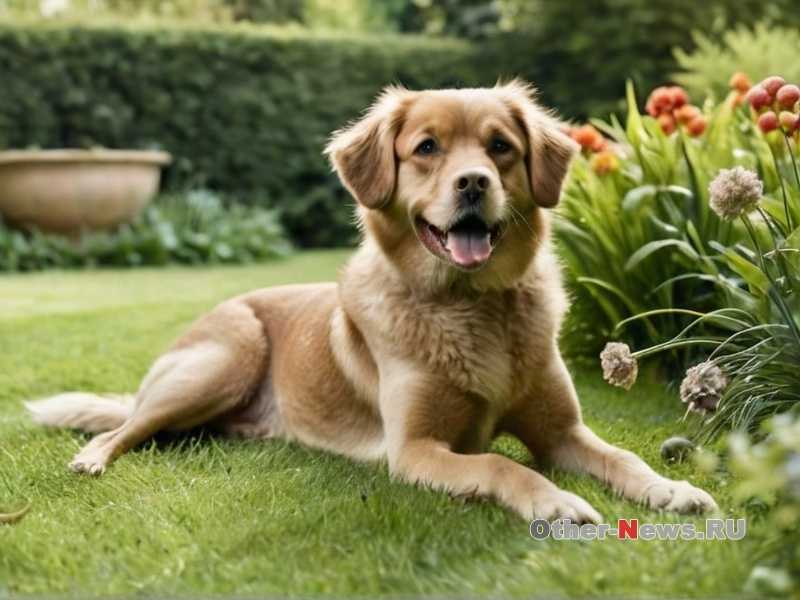 Почему собака трясется - возможные причины