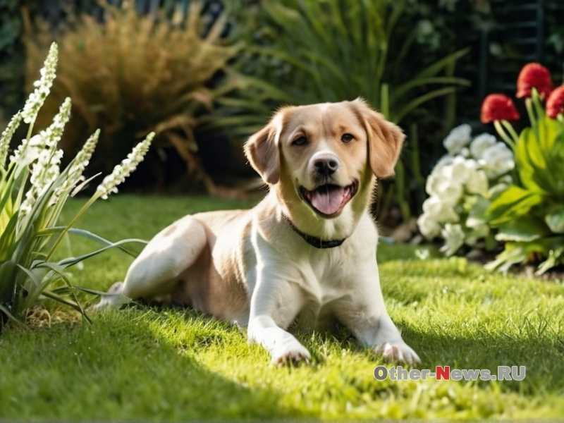 Можно ли давать собаке кашу и какую лучше выбрать
