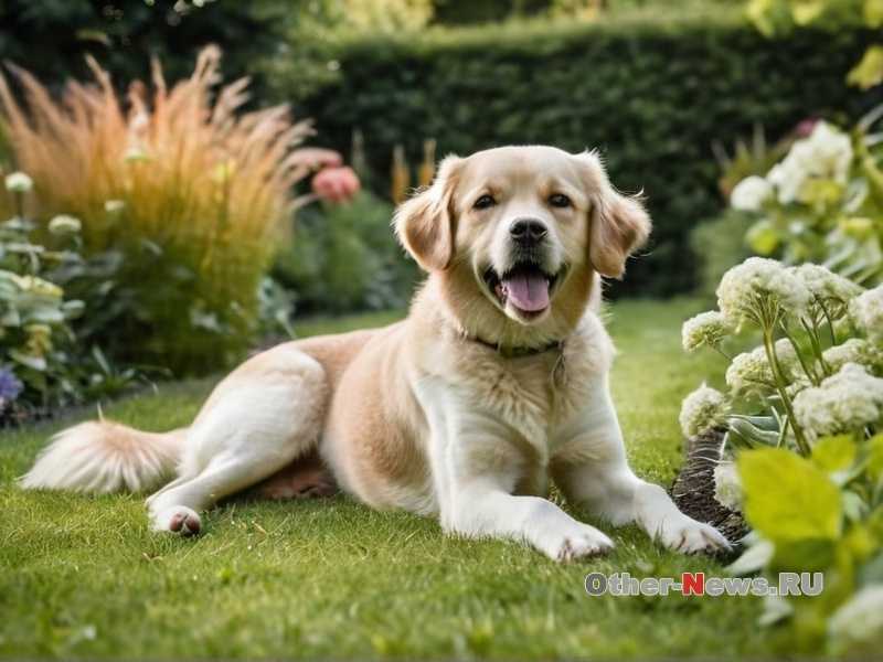 Как учитывать особенности породы и возраста собаки при выборе лакомства