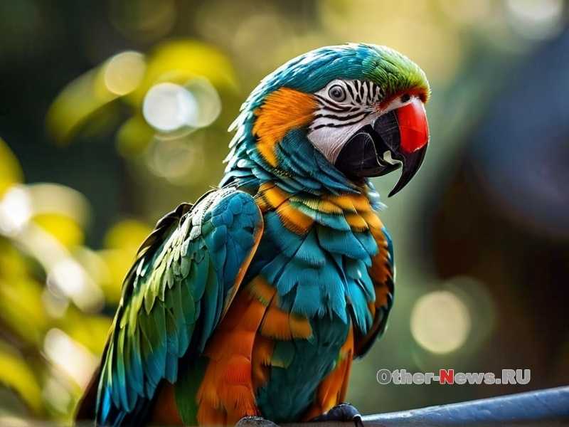 Музыка для попугаев и уровень шума