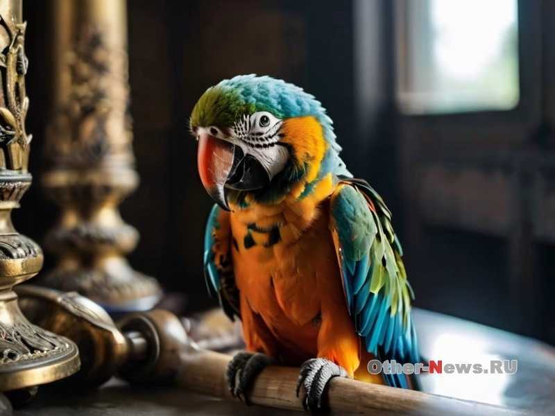 Как правильно гладить попугая?