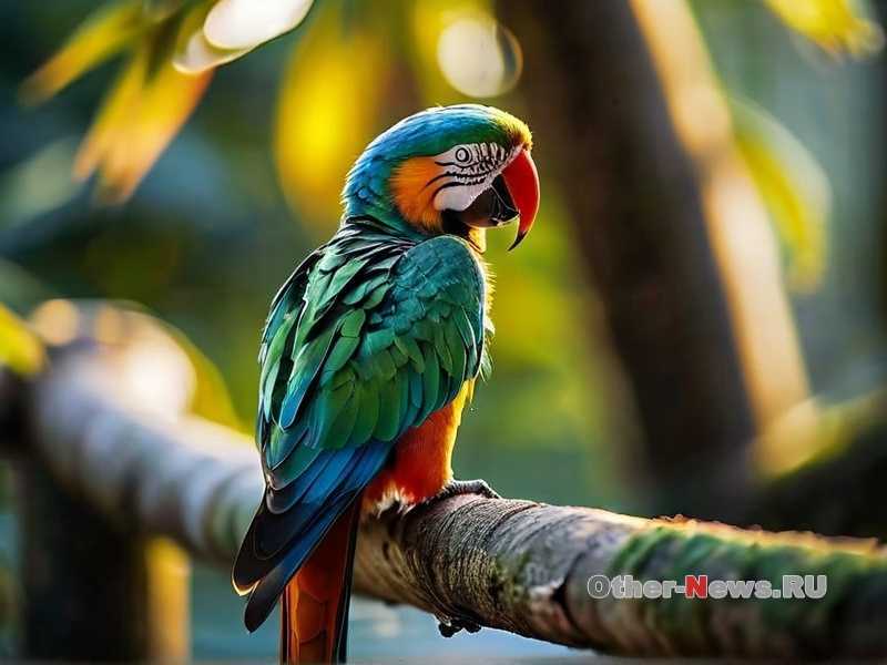 Совместимость попугаев разных видов