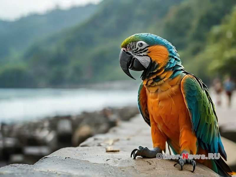 Как обучить попугая летать между комнатами?