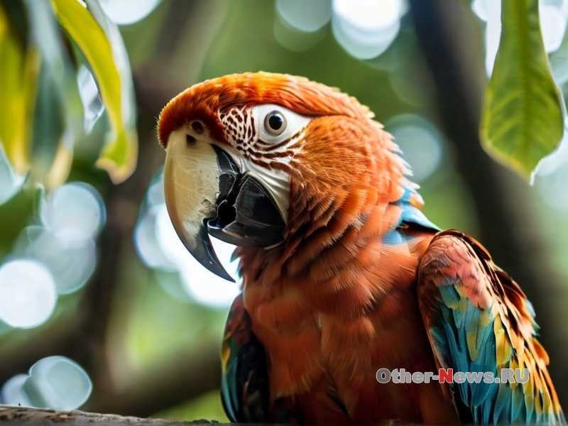 Как понять настроение попугая?