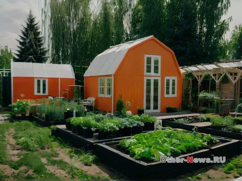 Выбор сорта и место для контейнера